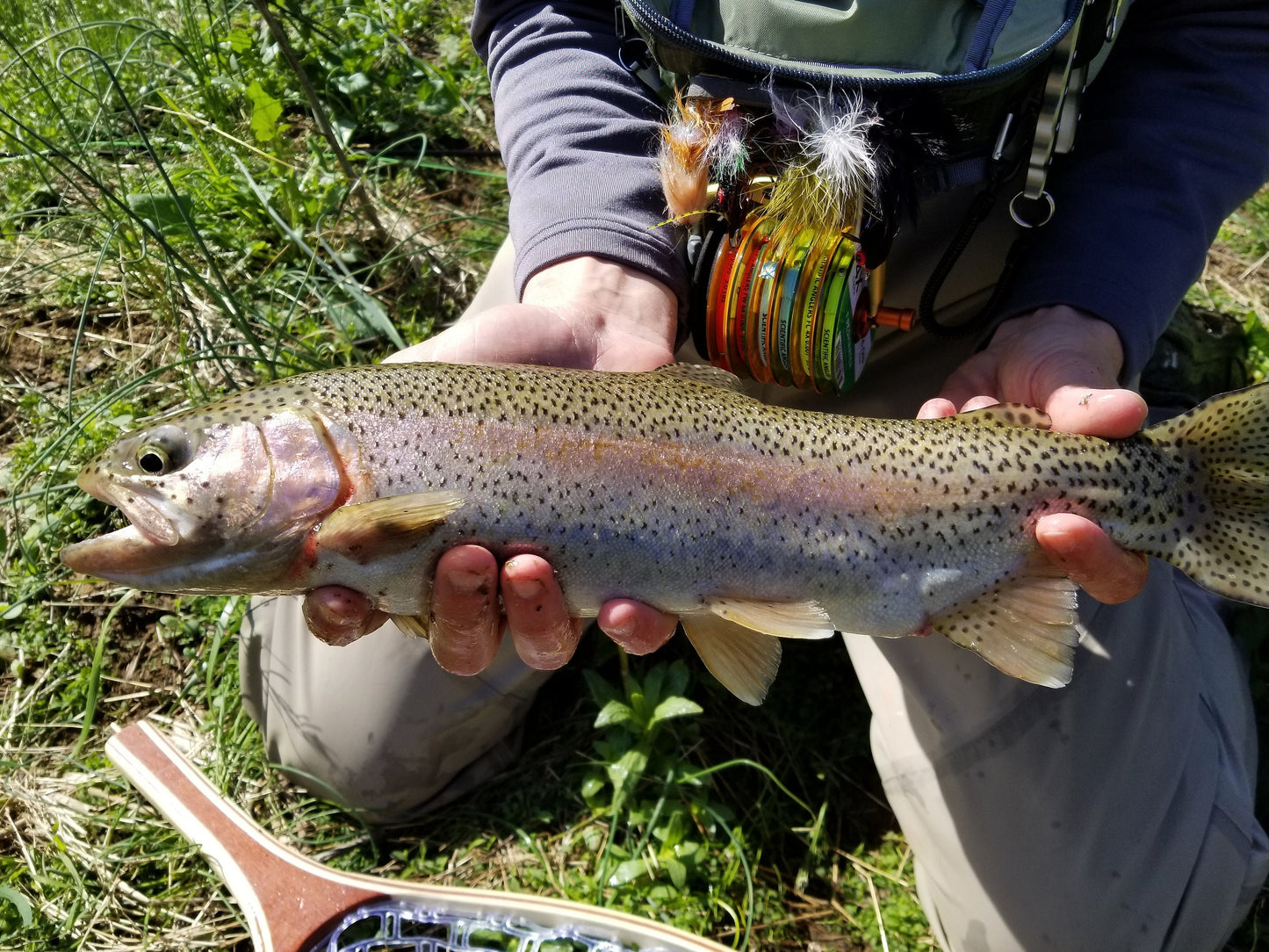 Creek Bait - Black Nose Dace Baitfish - 1 Pack